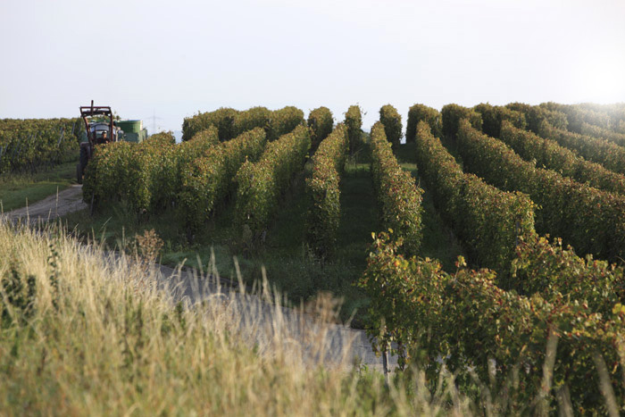 Editorial, Fotostory, Weinberg, Reben