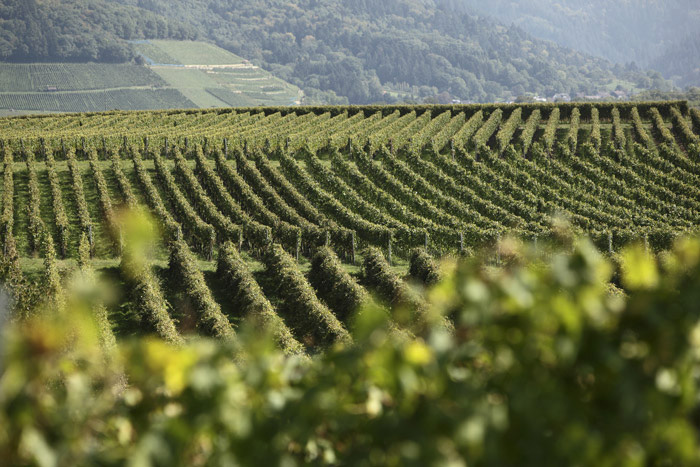 Reben, Weinberg, Landschaft, Anbau