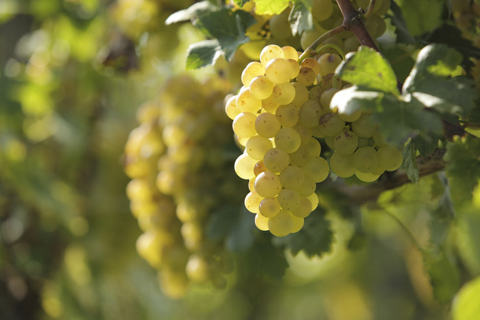 Trauben, Weisswein, Reben