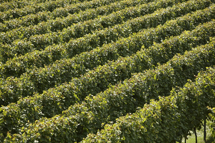 Reben, Luftaufnahme, Vogelperspektive