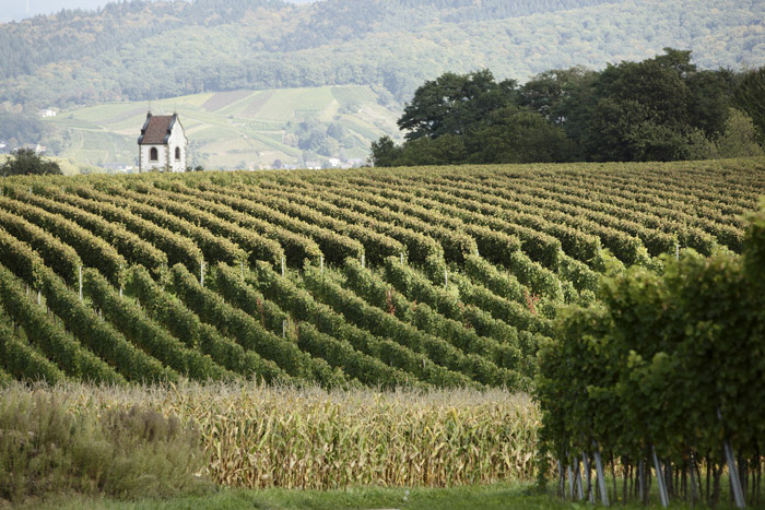 Weinbau, Kapelle, Rebberg