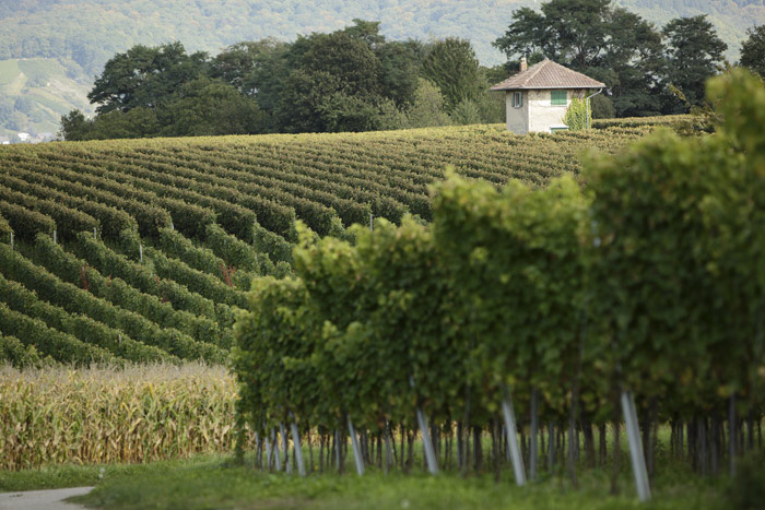 Rebberg, Weinanbaugebiet