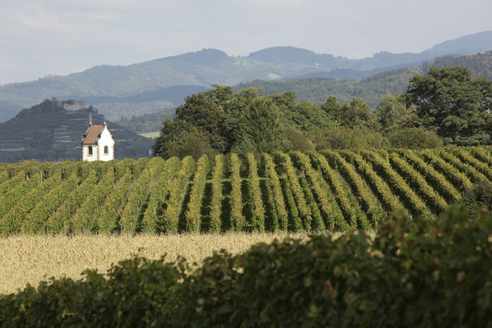 Rebberg, Staufen, Burg