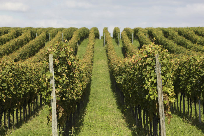 Reben, Weinherstellung, Vino