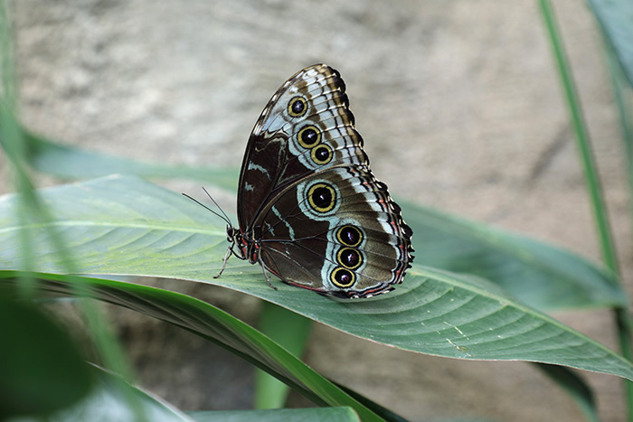 tropischer Schmetterling