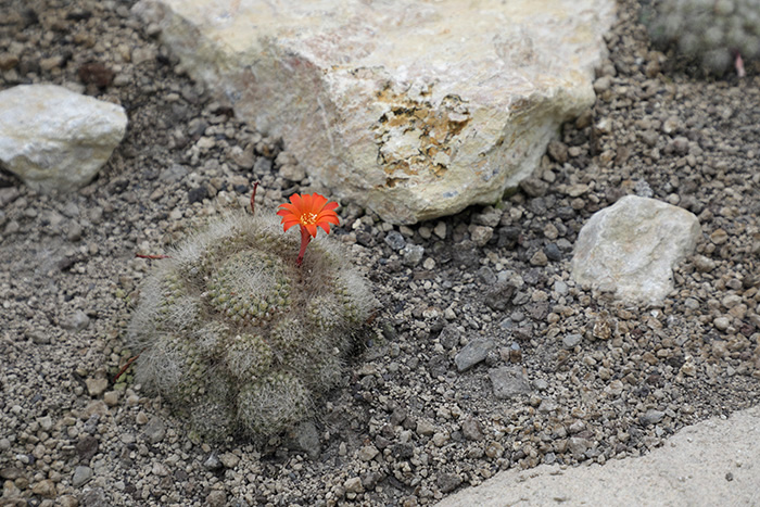 Wüstensand mit Blume