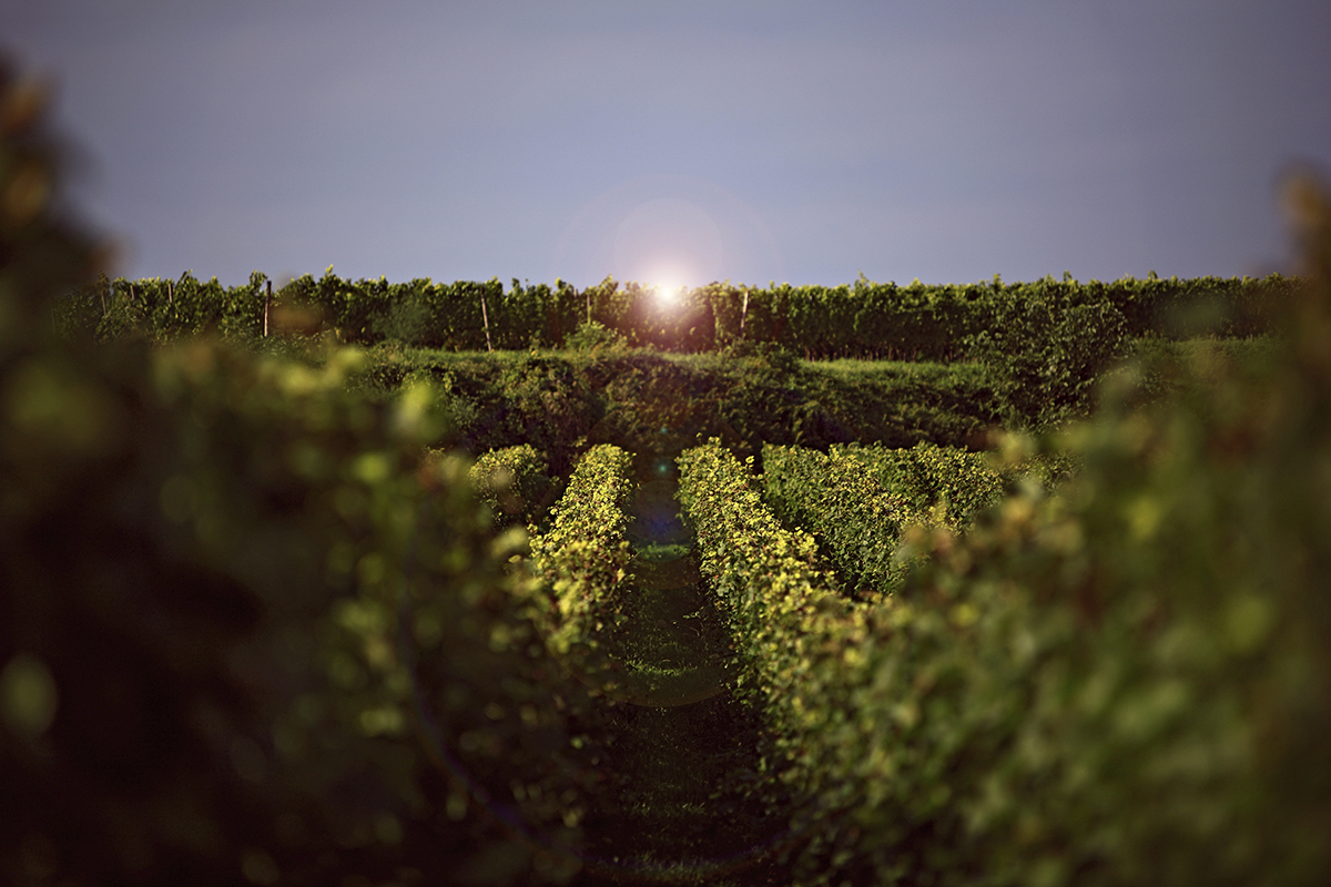vineyard